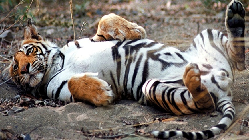 Jim Corbett Tour